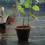 Regenguss im Orinoco Delta
