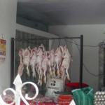 Pollitos
