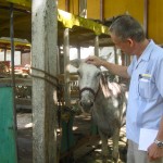 Reto y el Burro Jose