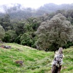 Nebelwald San Gerardo de Dota Nebelwald San Gerardo de Dota