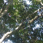 Quetzale Savegre Lodge