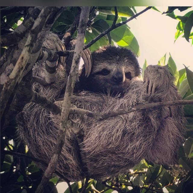 Faultier_Costa Rica