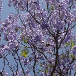 Jacarandas in Coyoacan