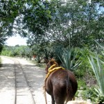 Muli Truck - Hacienda Sotuta de Peon