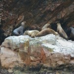 Seelöwen auf den Islas Ballestas