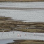 Flamingos Lagune Puno