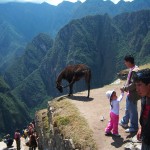 Kurz vor dem Sprung? Lama in Machu Picchu Kurz vor dem Sprung? Lama in Machu Picchu