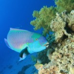 Tauchen in Mexiko: der Blaue Papageienfisch
