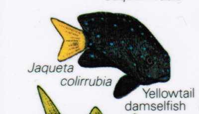 Yellowtail Damselfish - Gelbschwanz-Riffbarsch