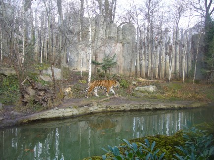 dem Tiger knurrt der Magen