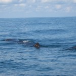 Walhai bei der Isla Holbox