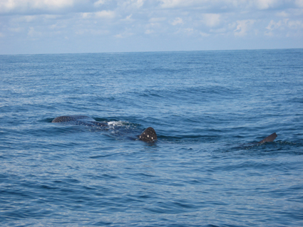 Walhai bei der Isla Holbox
