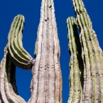 Cardon Kaktus