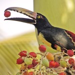 Aracari Costa Rica