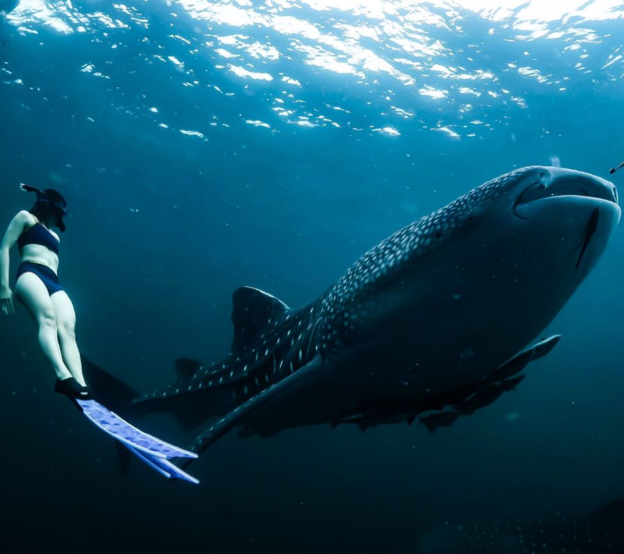 Eine Person schwimmt in der Nähe eines Walhais. 