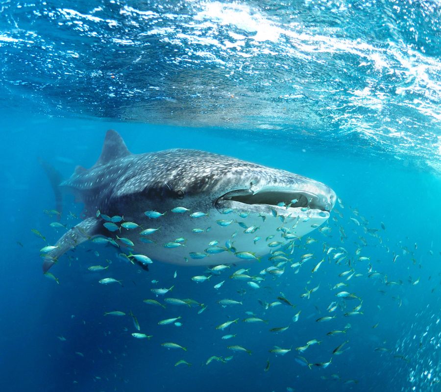 Walhai ist eine der Große Fische der Welt.