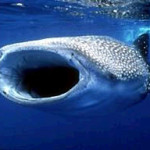 Tiburon Ballena Mexico