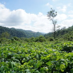 Landschaft in Tabasco