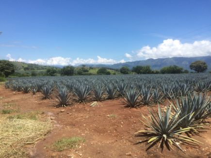 Zu Gast in Jalisco