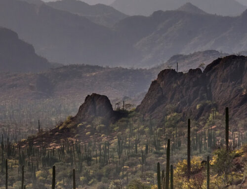 Baja California – Reisetipps für Grauwalbeobachtungen und die gesamte Reisesaison