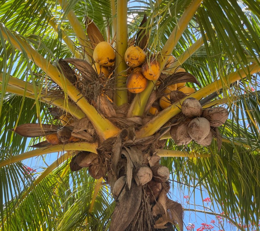 Kokosnüsse in Palmen