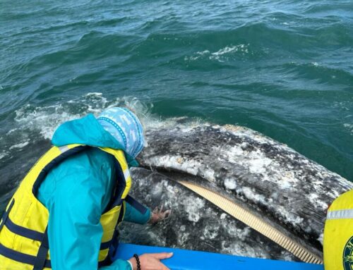 Zwischen Monarchfaltern und Walen: Ein Mexiko-Reisebericht