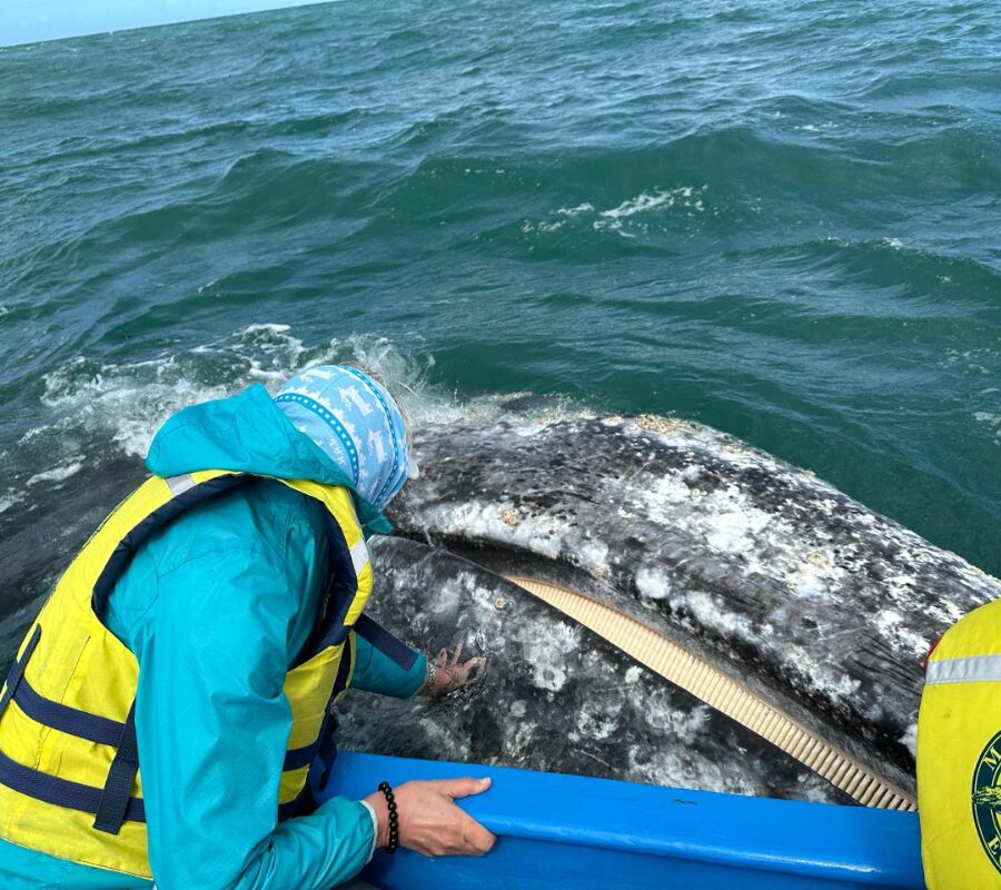 Walbeobachtung auf der Baja California Halbinsel