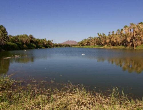 San Ignacio: Ein Paradies aus Dattelpalmen und klaren Quellen
