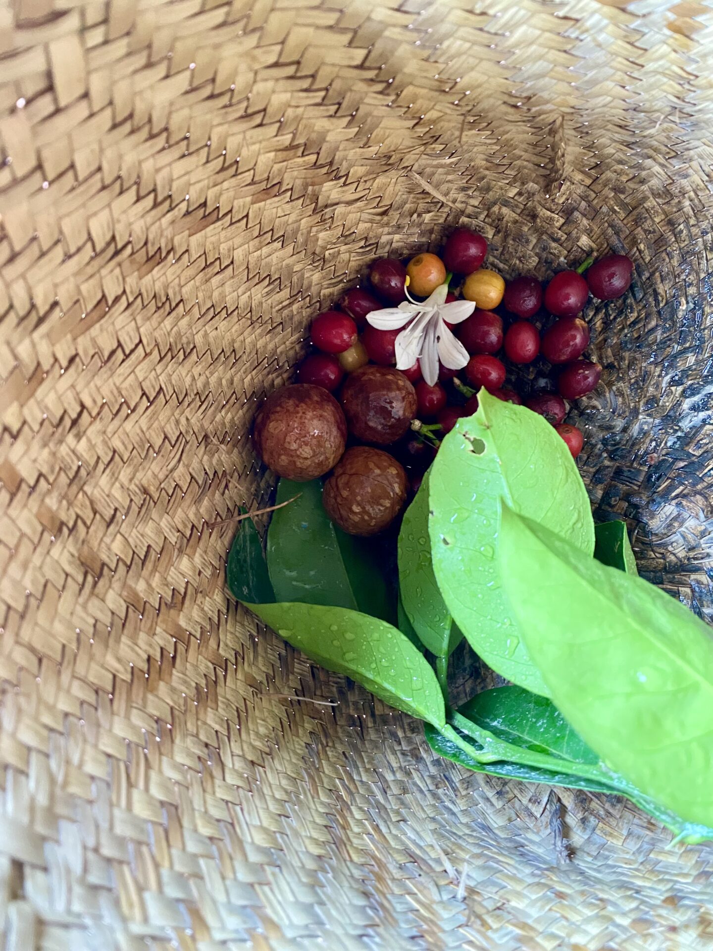 Ernte von der Milpa, Cafetal Café Don Primo
