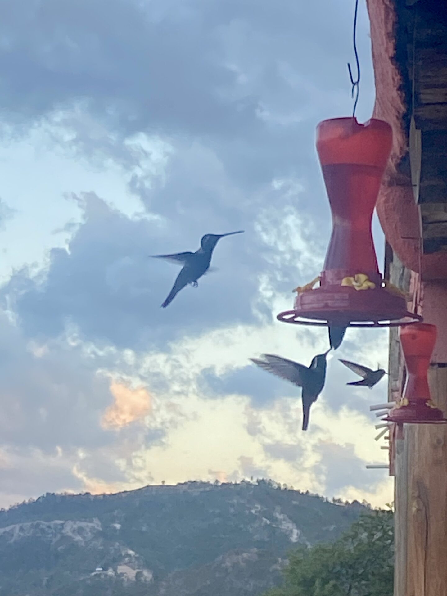 Kolibris am Hotel Mirador in den Kupferschluchten