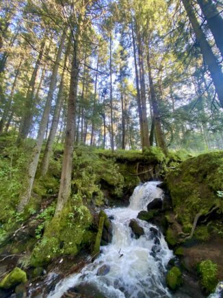 Pinienwald in der Nähe des Paso de Cortés